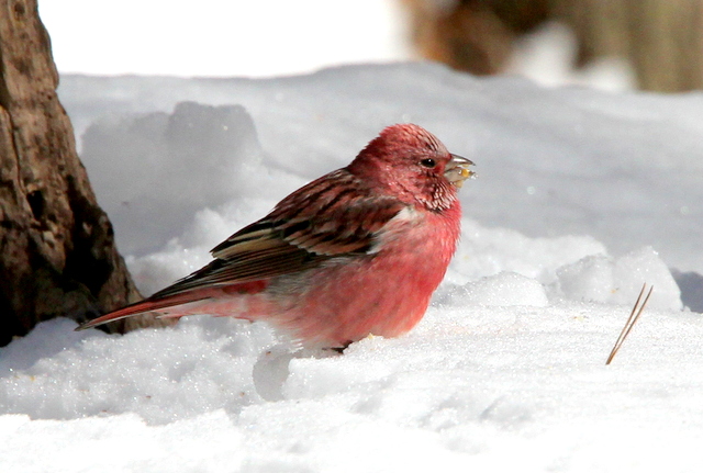 f:id:digibirds:20130120234610j:image f:id:digibirds:20130120234610j:image