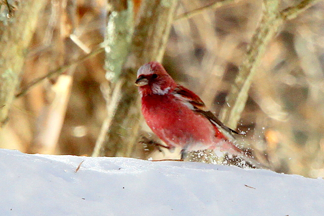 f:id:digibirds:20130121160158j:image f:id:digibirds:20130121160158j:image