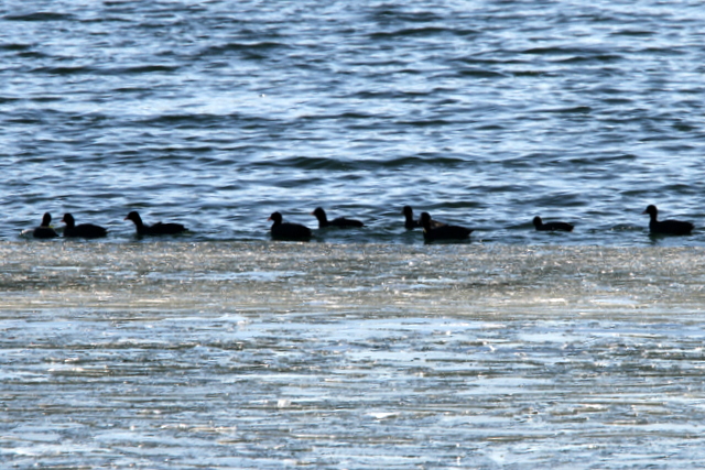 f:id:digibirds:20130122192558j:image