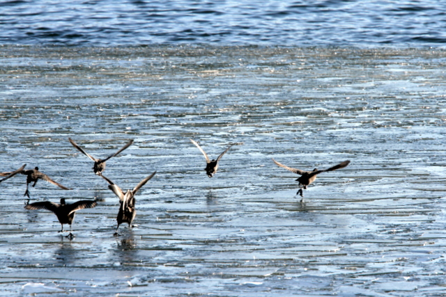 f:id:digibirds:20130122192559j:image