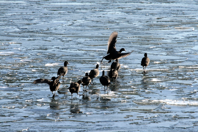 f:id:digibirds:20130122192600j:image