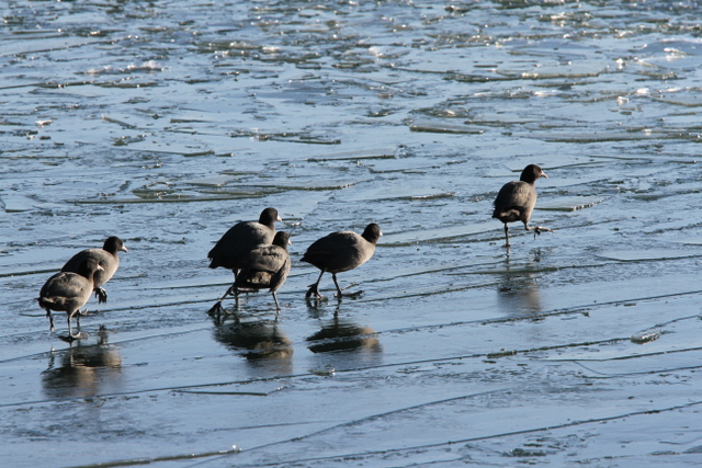 f:id:digibirds:20130122192601j:image