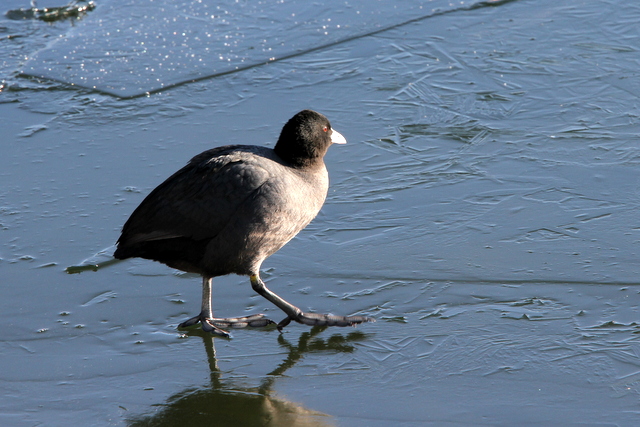 f:id:digibirds:20130122192602j:image