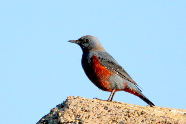 f:id:digibirds:20130127002903j:image