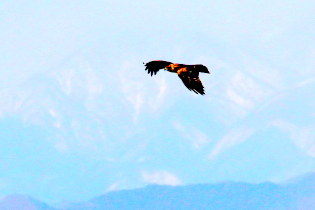f:id:digibirds:20130131001502j:image