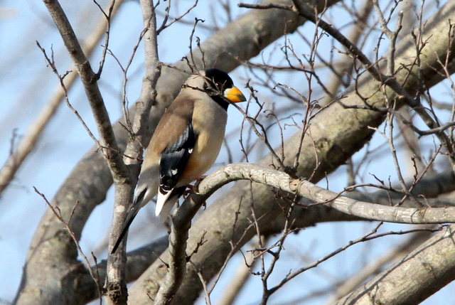 f:id:digibirds:20130202000722j:image