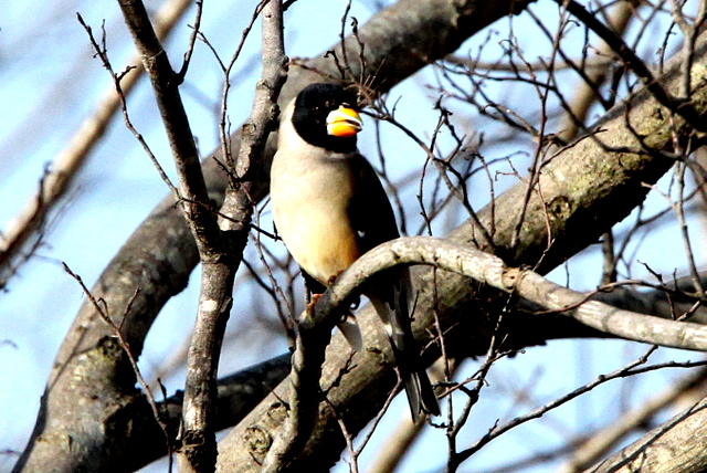 f:id:digibirds:20130202000723j:image