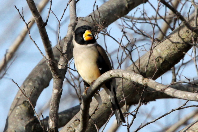 f:id:digibirds:20130202000724j:image