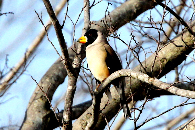 f:id:digibirds:20130202000725j:image