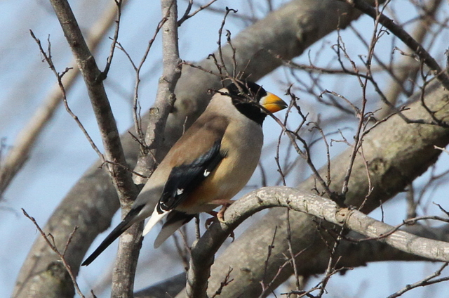 f:id:digibirds:20130202000727j:image