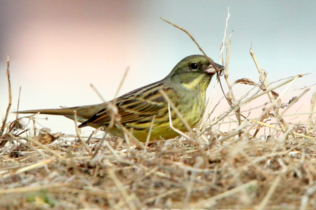 f:id:digibirds:20130203004223j:image