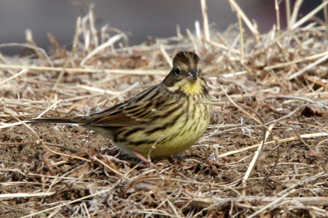 f:id:digibirds:20130203004224j:image