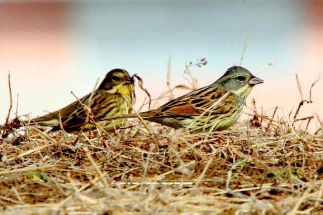 f:id:digibirds:20130203004225j:image