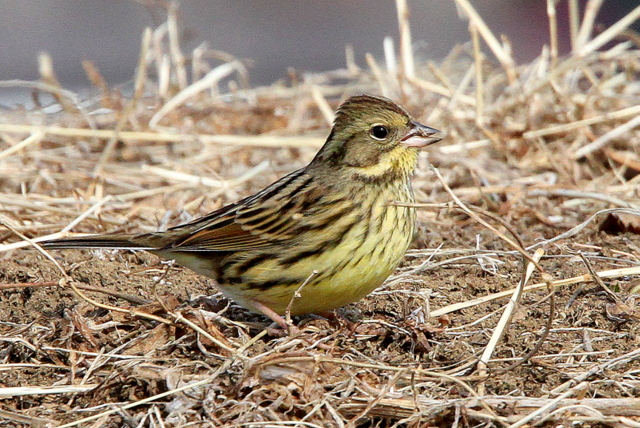 f:id:digibirds:20130203004226j:image