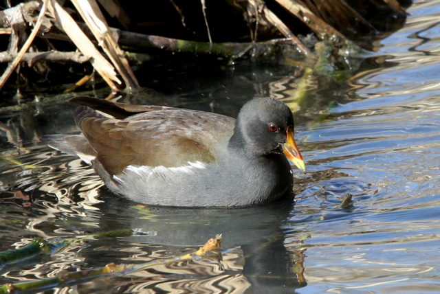 f:id:digibirds:20130203235450j:image