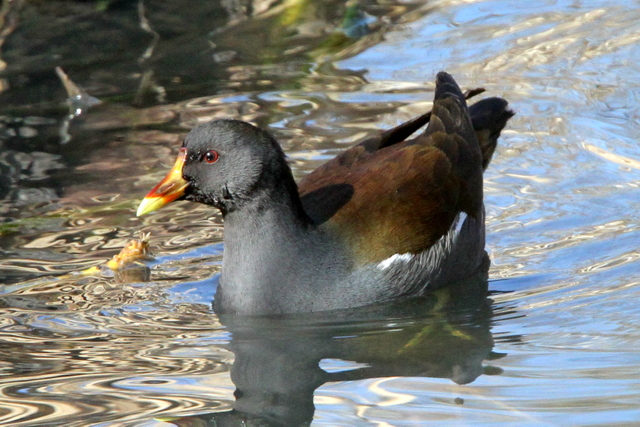 f:id:digibirds:20130203235451j:image