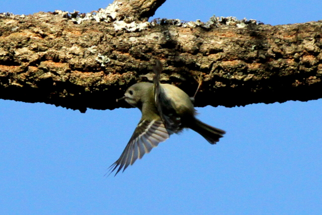 f:id:digibirds:20130204235459j:image