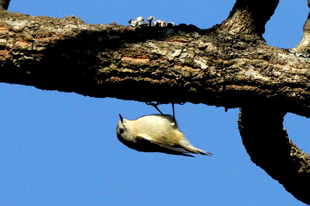 f:id:digibirds:20130204235500j:image