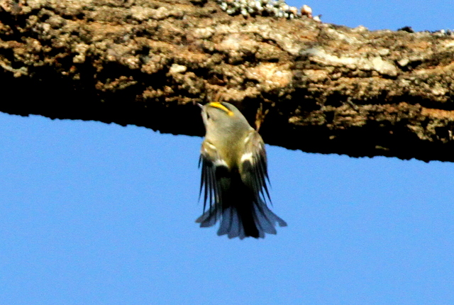 f:id:digibirds:20130204235501j:image