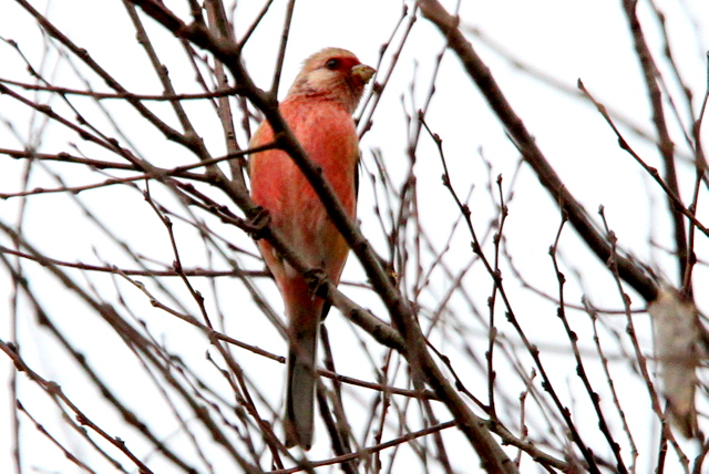 f:id:digibirds:20130205192612j:image