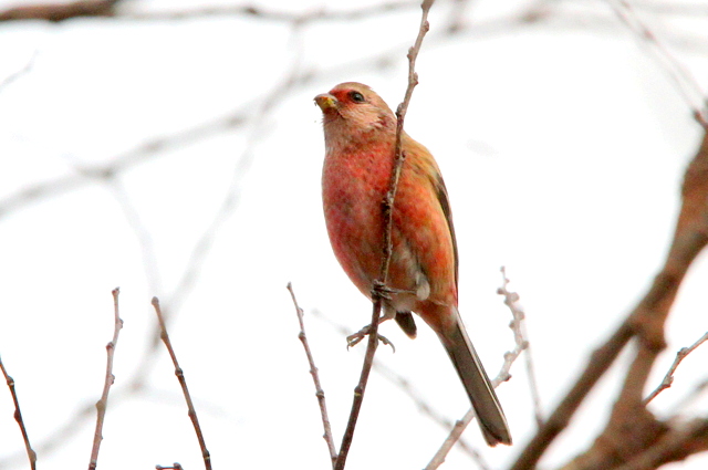 f:id:digibirds:20130205192613j:image