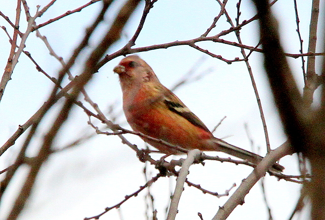f:id:digibirds:20130205200007j:image