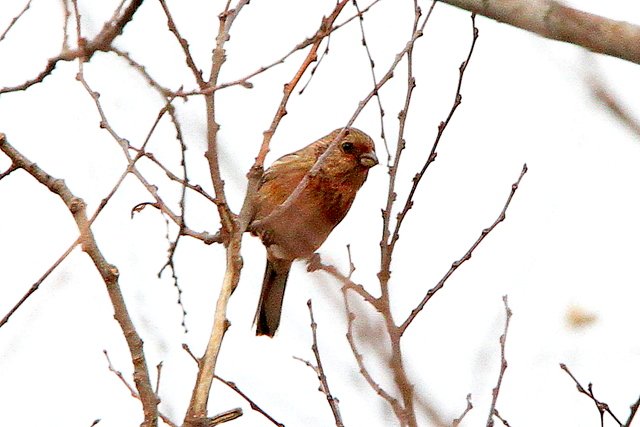 f:id:digibirds:20130206003259j:image