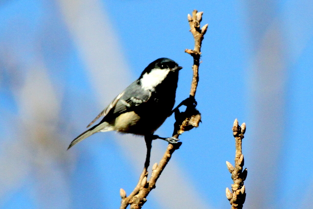 f:id:digibirds:20130207000216j:image