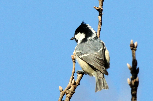 f:id:digibirds:20130207000217j:image