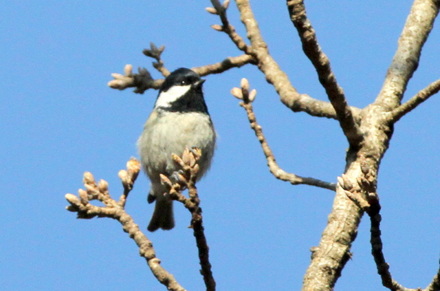 f:id:digibirds:20130207000218j:image