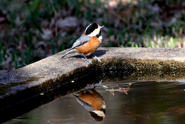 f:id:digibirds:20130207131011j:image