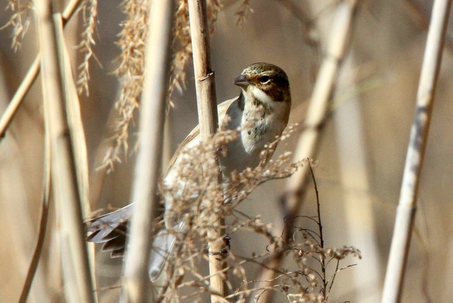 f:id:digibirds:20130209001214j:image