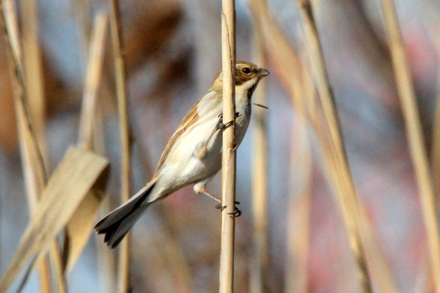 f:id:digibirds:20130209001215j:image
