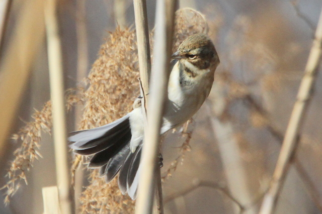 f:id:digibirds:20130209001216j:image