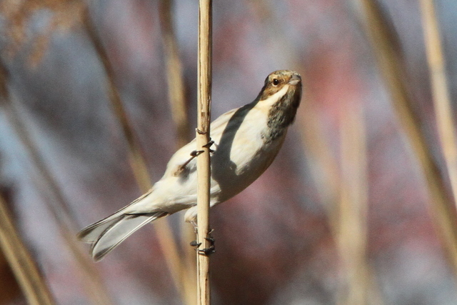 f:id:digibirds:20130209001217j:image