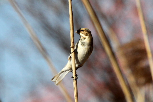 f:id:digibirds:20130209001218j:image