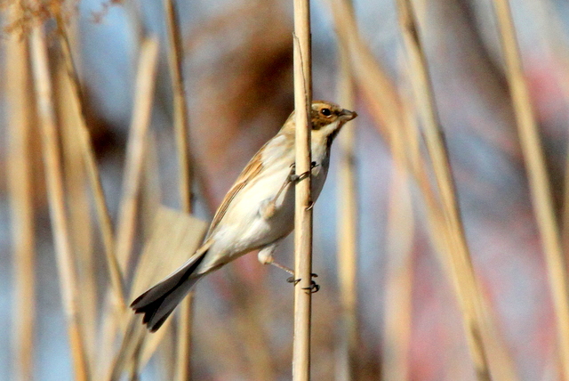 f:id:digibirds:20130209001219j:image