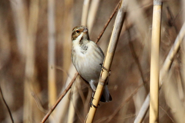 f:id:digibirds:20130209001220j:image