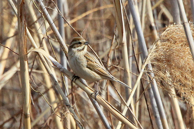 f:id:digibirds:20130209001221j:image