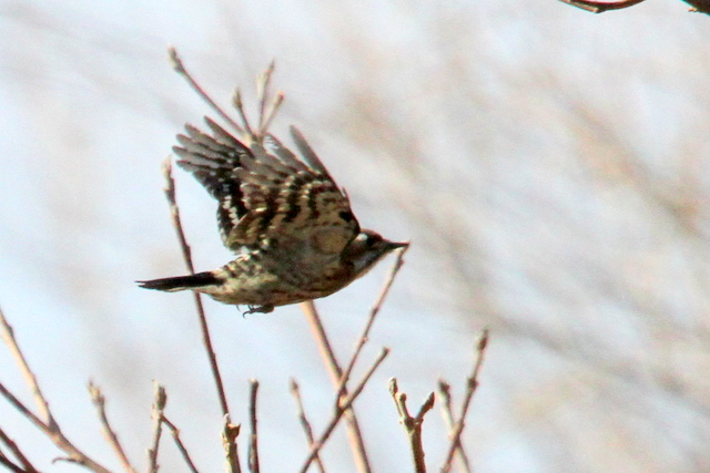 f:id:digibirds:20130210001430j:image