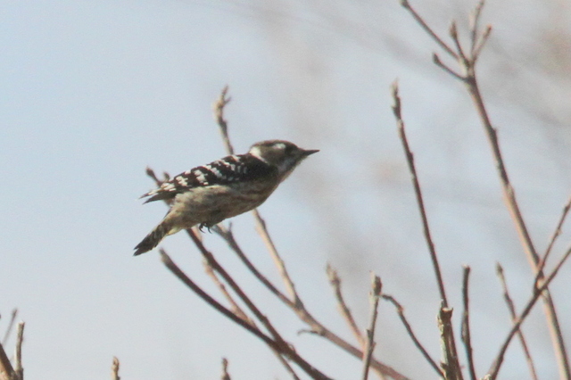 f:id:digibirds:20130210001431j:image