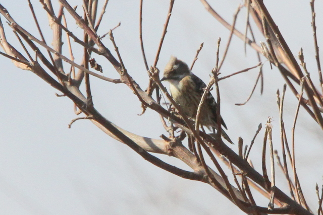 f:id:digibirds:20130210001432j:image