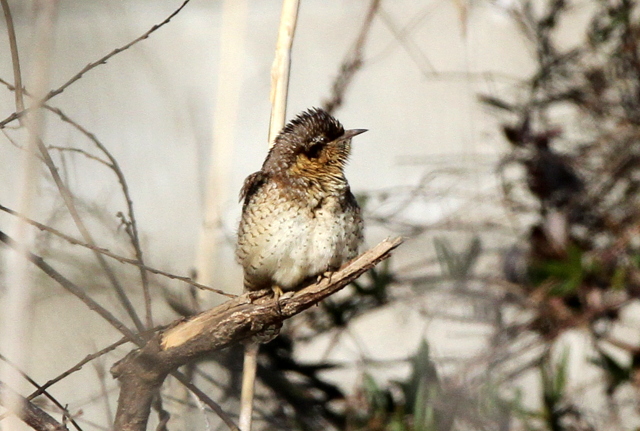f:id:digibirds:20130210213024j:image