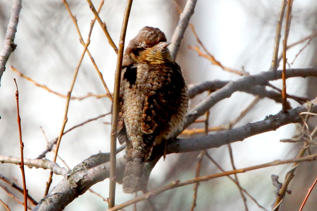 f:id:digibirds:20130210213027j:image