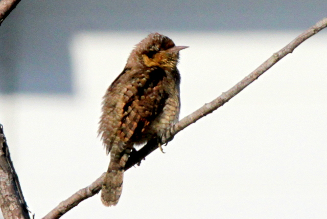 f:id:digibirds:20130210213029j:image
