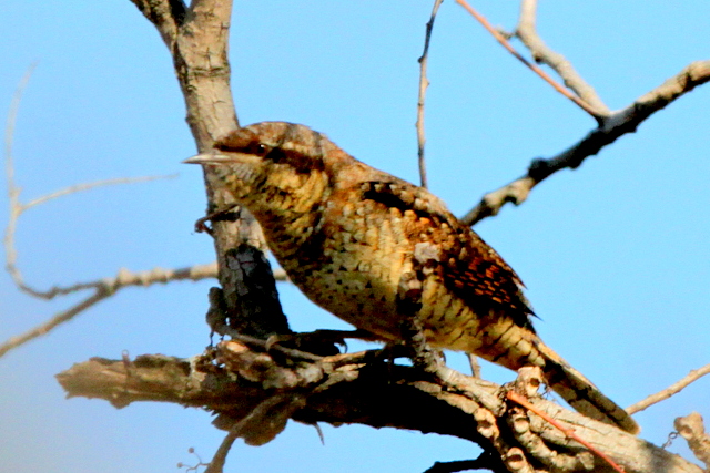 f:id:digibirds:20130210213030j:image