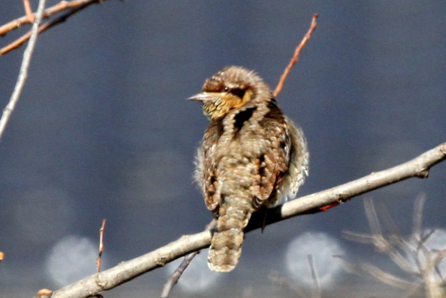 f:id:digibirds:20130210213031j:image