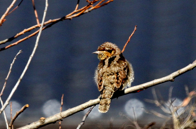 f:id:digibirds:20130210213032j:image