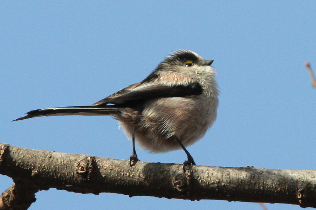 f:id:digibirds:20130211233826j:image
