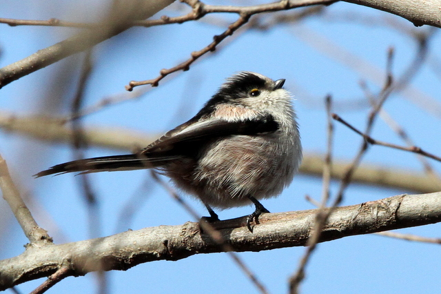 f:id:digibirds:20130211233828j:image